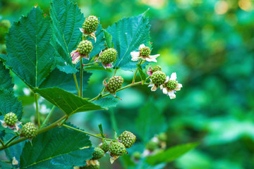 Not ripe blackberries.Not ripe wild raspberries in the forest. not ripe blackberry among green...