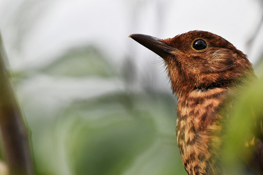 juvenile blackbird head close-up 