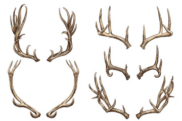 Vector illustration. Hand drawing on a graphic tablet. Set of deer horns.