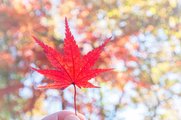Red maple leaves with bokeh background 1