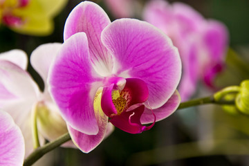 Fototapeta na wymiar pink and purple tropical orchid garden