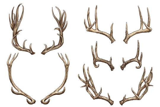 Elk Antler Graphic Images – Browse 18,626 Stock Photos, Vectors, and Video