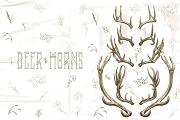 Vector illustration. Hand drawing on a graphic tablet. Set of deer horns.