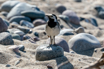 sunny close up of a pied wagtail on a beach