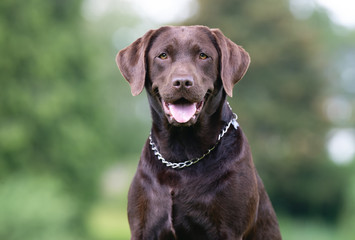 Beautiful dog breeds