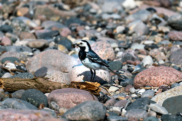sunny close up of a pied wagtail on a beach