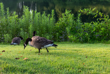Geese in the Garden