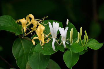 Honeysuckle flower closeup 