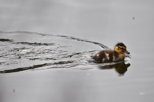 mallard ducking swimming across lake 