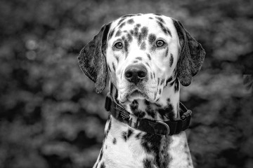 Beautiful dog breeds