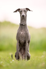Beautiful dog breeds