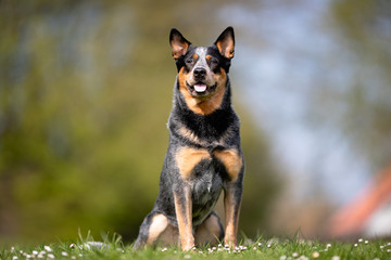 Beautiful dog breeds