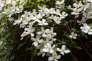 bush of pretty white flowers in nature