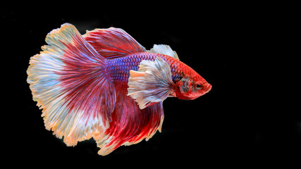 Colourful Betta fish,Siamese fighting fish in movement isolated on black background. Capture the...
