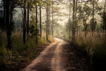Country road in the tropical forest with dust local road ans pine trees jungle.