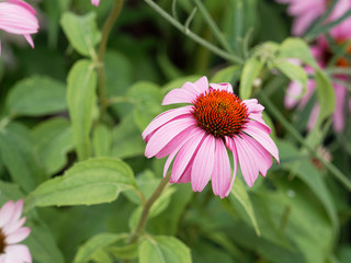 Echinacea purpurea - Rudbeckie ou échinacée pourpre 'Bright rose' 