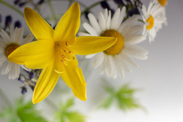 Lilia and chamomile in a vase on a white background, with marble stones as a decoration