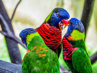 Lories (small to medium-sized arboreal parrots)