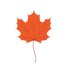 Autumn leaf of tree maple, orange color, isolated on white background