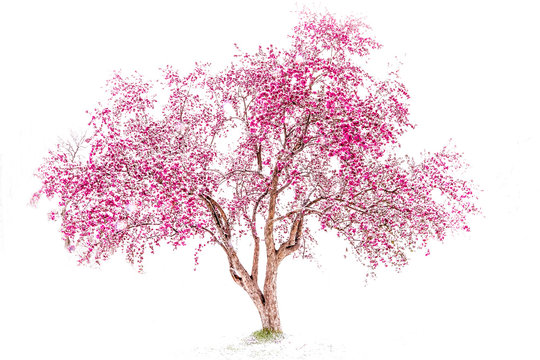 Beautiful pink crab apple tree in snow in Boulder, Colorado similar to Japanese Cherry Blossom Tree