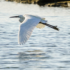 Flying Little Egret Egretta Garzetta