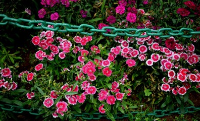 pink flowers in the garden