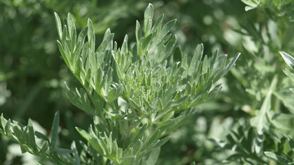 Wermut - Artemisia absinthium L. - obrazy, fototapety, plakaty