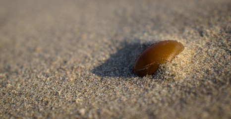 Strandstein oder Bernstein oder weißer Phosphor 