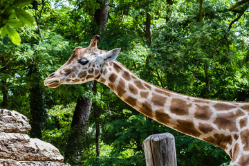Zoo de la Flèche - Girafe