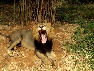 Roaring Lion