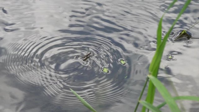 Sliding movement of the Water Strider (Aquarius remigis) on the surface of the water, slow motion. Slowed down 10 times