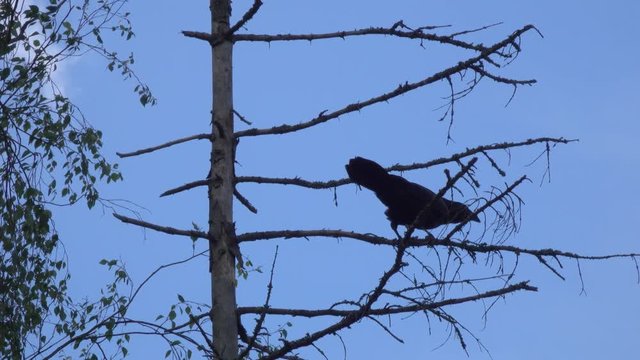 The Common Raven or Northern Raven (Corvus corax) is on a branch of dried spruce