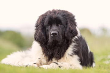 Portrait of a beautiful dog