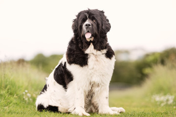 Portrait of a beautiful dog