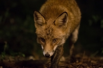 Night fox