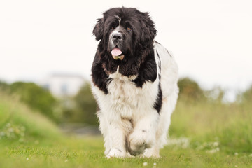 Portrait of a beautiful dog