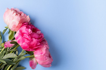 Blossom pink peonies on blue background