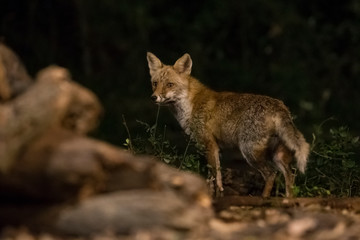 Night fox