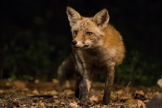 Night fox