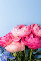 Blossom pink peonies on blue background