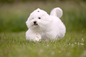 Portrait of a beautiful dog