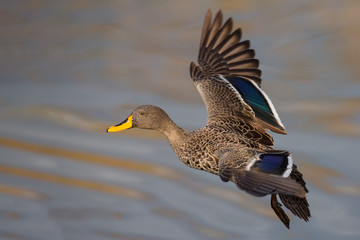 Single Yellow Billed Duck landing with a splash on a pond