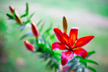 Beautiful red lily blossom outdoors