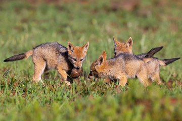 Three Black Backed Jackal puppies play in short green grass to develop skills