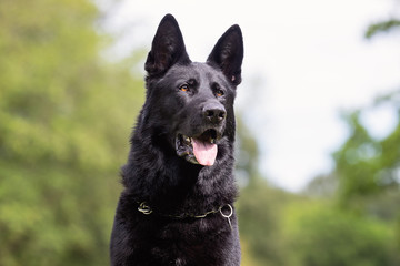 Portrait of a beautiful dog