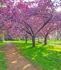 Spring in Hyde Park located in Central London, UK.