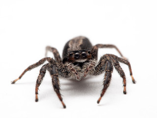 Female Platycryptus californicus jumping spider, on white background, looking up at the camera