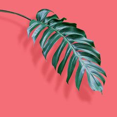 Philodendron tropical leaves on coral color background with clipping path minimal summer © ArtBackground