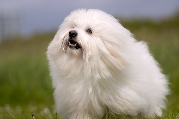 Portrait of a beautiful dog