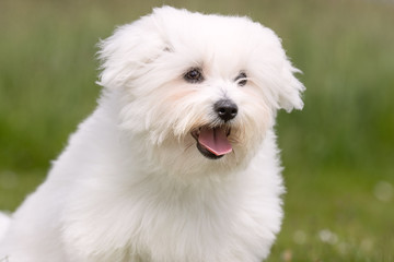 Portrait of beautiful dog breeds